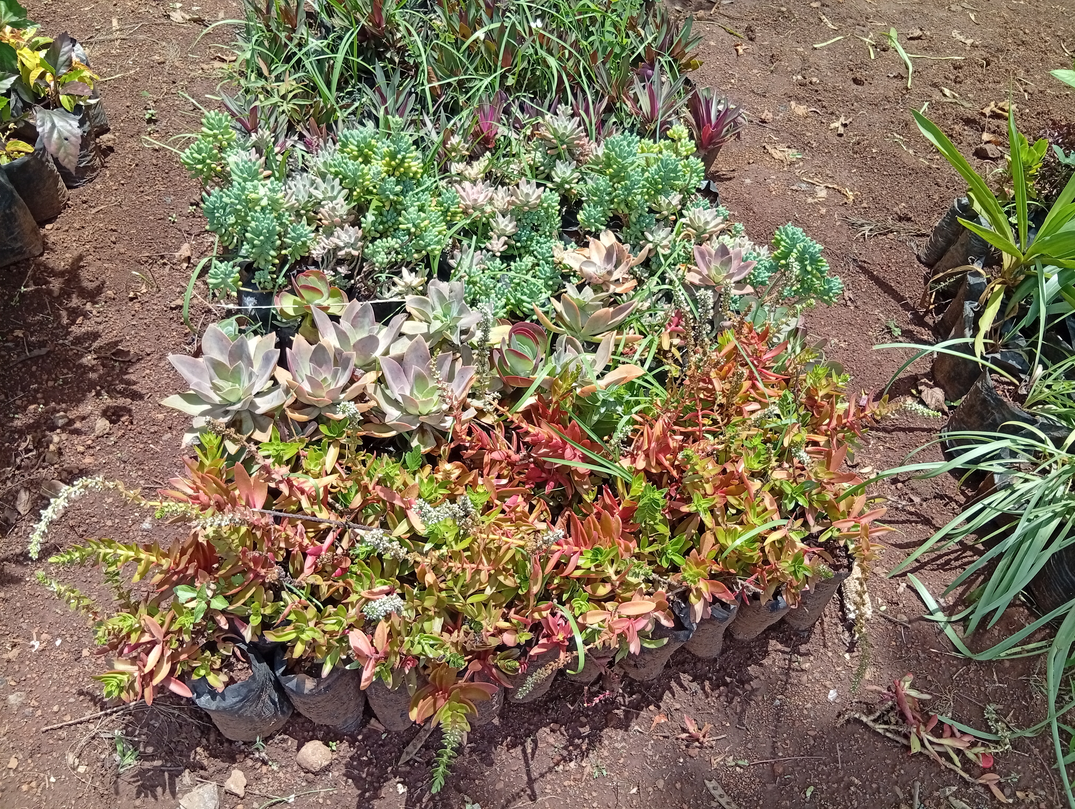 Beautiful garden